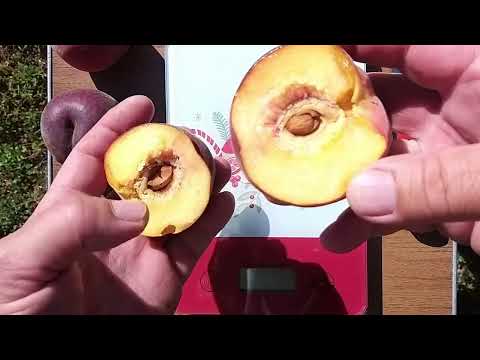 Видео: Персик Екстрім 6 : (Extreme) .