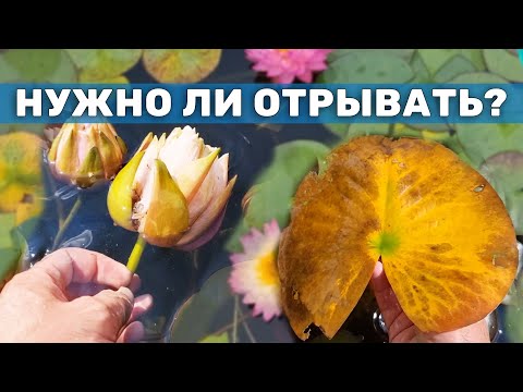 Видео: Отцветшие бутоны и желтые листья у нимфеи - нужно ли их обрывать и что делать? Питомник нимфей