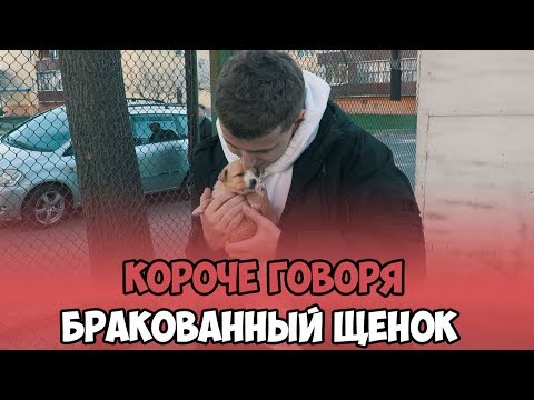 Видео: КОРОЧЕ ГОВОРЯ, БРАКОВАННЫЙ ЩЕНОК