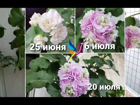 Видео: #пеларгония PAC Viva Carolina