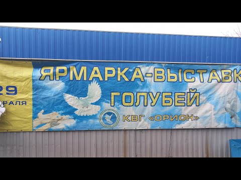 Видео: 5.11.2023 Ярмарка голубей г.Курск.