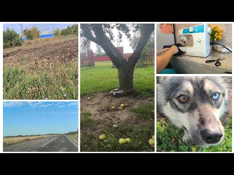 Видео: Несколько дней в деревне. Первое сентября. Копаю картошку. 