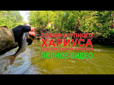 Видео: Ловим КРУПНОГО хариуса на горной реке в Приморском крае. В конце июня 2025 #горнаярыбалка #хариус