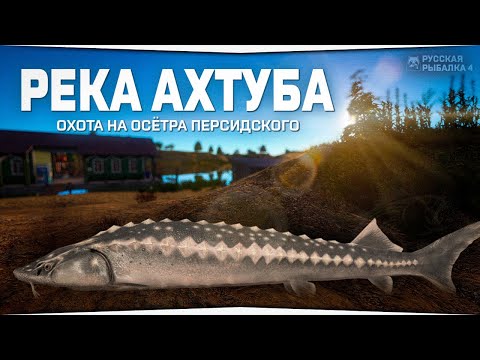 Видео: Рыбалка на реке Ахтуба • Охота на Осётра персидского • Русская Рыбалка 4