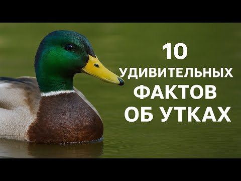 Видео: 10 удивительных фактов об утках, о которых вы точно не знали