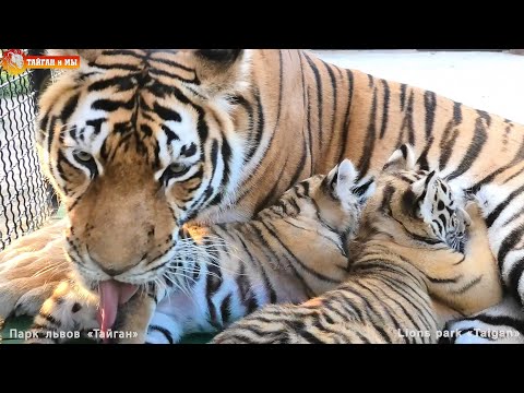 Видео: Тигрица Скарлетт - великолепная мама! Ужин у тигрят! Тайган. Lions life in Taigan.