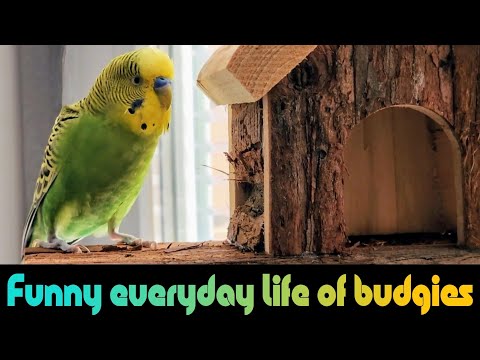 Видео: Funny everyday life of budgies / Веселые будни волнистых попугайчиков