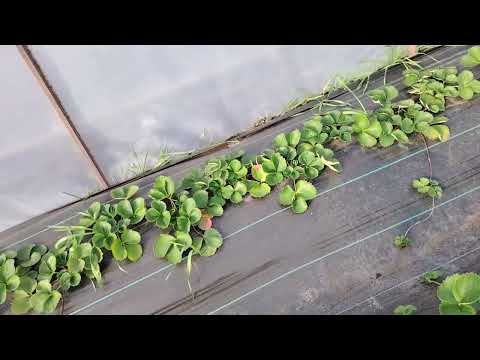 Видео: Нестача кальцію,цю проблему треба вирішити