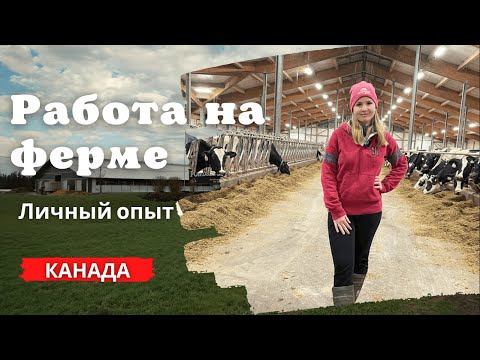 Видео: Работа в Канаде на ферме. Личный опыт