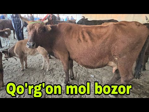 Видео: ROMITAN qo'rgon mol bozori ona bola sigirlar narxlari 9 октября 2025 г.