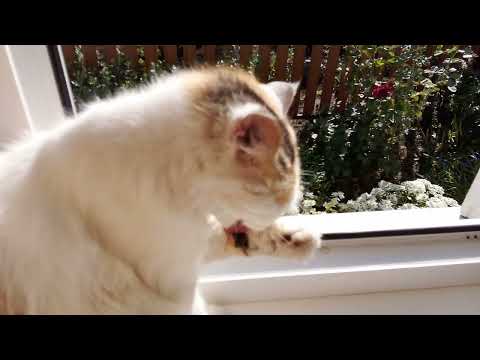 Видео: Утренний кофе ☕ 🌺♥️