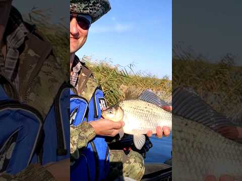 Видео: Долгожданный карась #рыбалка #рыбалка_на_карася #fider #фидер