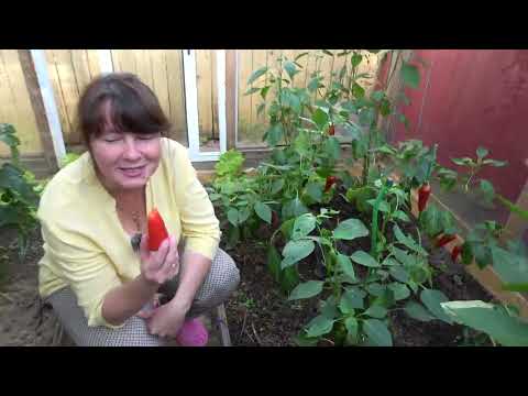 Видео: Турецкий ПЕРЕЦ РАМИРО - завалил урожаем!