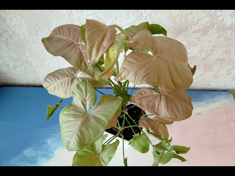 Видео: Сингониум ножколистный «Neon Pink». Выращивание, формирование кустом, черенкование