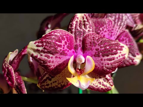 Видео: ПИНИФ Фаленопсис Phal. PINIF ГОД в домашних условиях. Пример пышного цветения. Содержание и  уход!