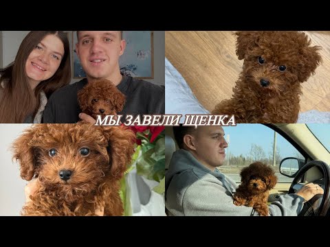 Видео: МЫ ЗАВЕЛИ ЩЕНКА / ТОЙ ПУДЕЛЬ