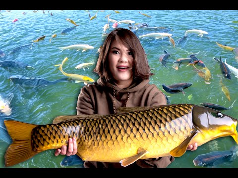 Видео: Что происходит, когда сазаны атакуют?