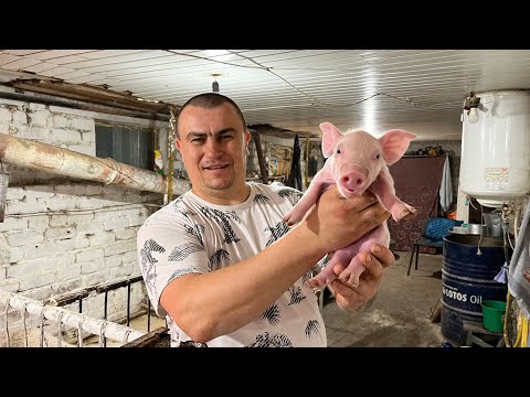 Видео: Переселили их на улицу!🦆🏠☀️ Есть из кого выбрать!🐷