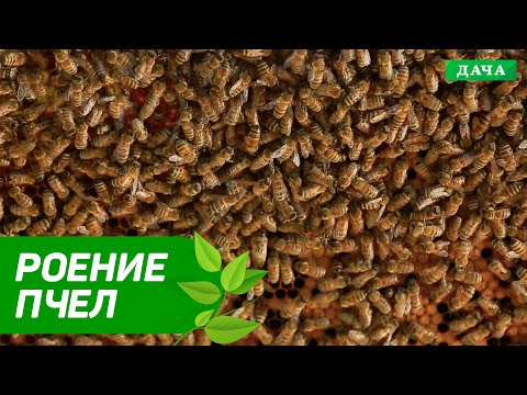 Видео: Как избежать роения пчел?  Причины роения пчел.