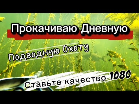 Видео: Не поймал рыбу — поймал опыт: дневная подводная охота