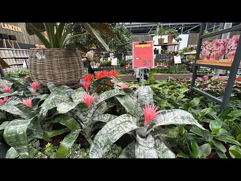 Видео: Огромный цветочный магазин в Германии. Ассортимент, цены. Garten- Center Kremer Lennestadt.