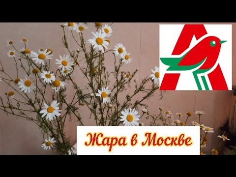 Видео: Шопинг в АШАНЕ. Жара в Москве, страдают мои цветочки #ашан #шопинг #galinapodleskikh