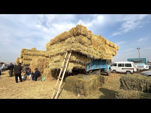 Видео: ХОРАЗМ ЕМ ХАШАК ЯНГИ НАРХЛАРИ 20-ОКТЯБР !!! XORAZM SAVDO