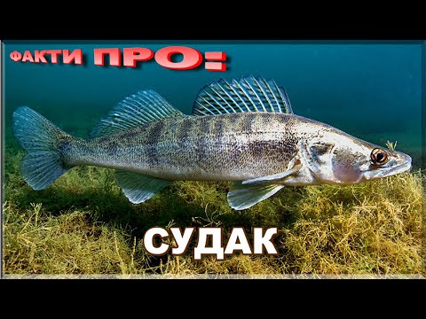 Видео: СУДАК (звичайний) | ЦІКАВІ ФАКТИ ПРО: СУДАКА | Де живе і як ловити?