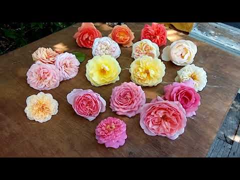 Видео: Розы крупным планом.16 остинок