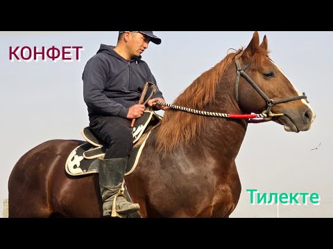 Видео: КОНФЕТ   Улагына 100 %  жооп экен  Тилек Балбандан Сатууга Чыкты 