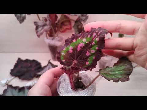 Видео: Посылка с Бегониями.