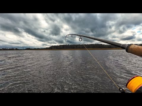 Видео: Осенняя рыбалка на судака, ловим судака на живца на донку/Zandartu cope Lielupē/Fishing ZANDER