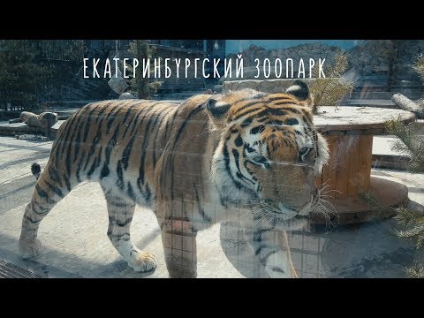 Видео: Екатеринбургский зоопарк 2019