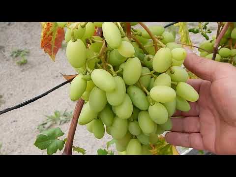 Видео: Начинающему виноградарю  Почему не зреют ягоды и лоза.