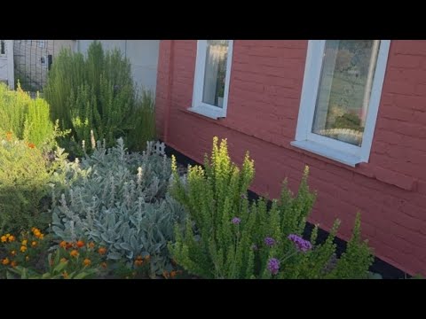 Видео: ПОДКРАСИЛИ ФУНДАМЕНТ/НОВАЯ СКАМЕЕЧКА ОТ БРАТА/КОМПОТ ИЗ СЛИВ/ ЛЮБИМЫЕ ВНУКИ В ДЕРЕВНЕ.