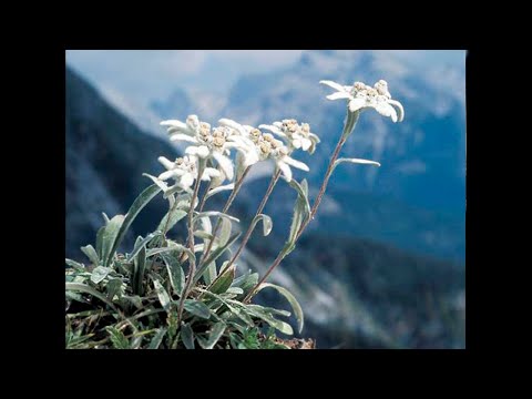 Видео: Зачем ты лезешь в горы...