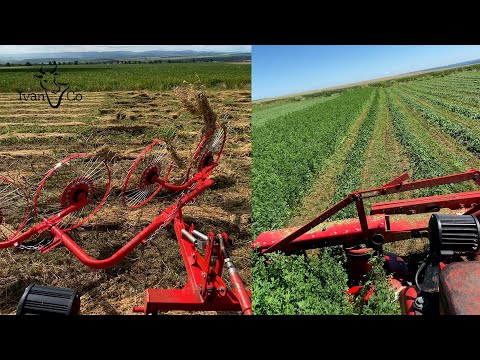 Видео: Третій укіс люцерни.  Ворушіння. Гарне сіно буде!!!