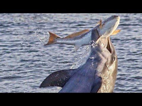 Видео: Гангстеры подводного мира - ДЕЛЬФИНЫ В ДЕЛЕ! Они умеют охотиться и знают толк в развлечениях!