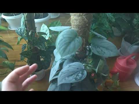 Видео: Январский обзор ампельных растений. Сциндапсусы.