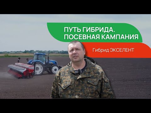 Видео: ПОДСОЛНЕЧНИК. Путь гибрида #ЭКСЕЛЛЕНТ. Посевная кампания.