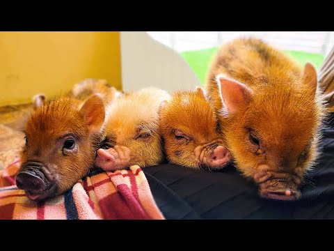 Видео: Опыт японского кафе Micro Pig🐷❤️ | мипиг-кафе Харадзюку