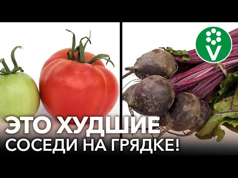 Видео: 7 ПАР РАСТЕНИЙ, которые нельзя высаживать рядом