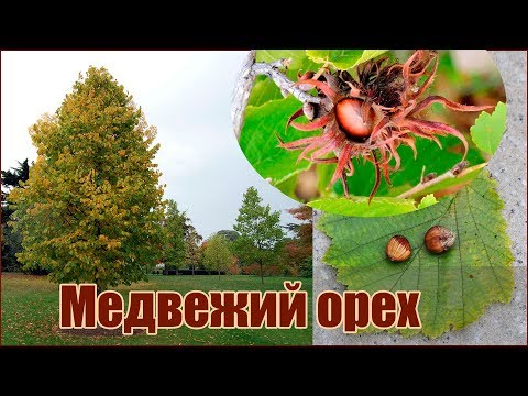 Видео: Медвежий орех или Лещина древовидная - размножение семенами - стратификация и посадка орехов
