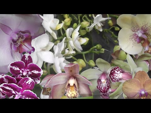 Видео: Сочинский, свежий завоз орхидей и редких растений. Оптовая база пер. Промышленный 4.