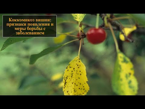 Видео: Коккомикоз вишни
