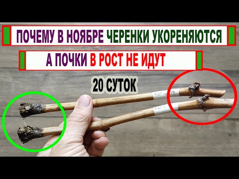 Видео: 🍇 Период ПОКОЯ ВИНОГРАДА. Почему осенью почки в зимующих глазках не идут в рост ДАЖЕ ЕСЛИ ТЕПЛО?