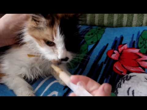 Видео: Боремся за жизнь. Лайфхак доработки шприца для кормления заболевшей и обессилевшей кошки