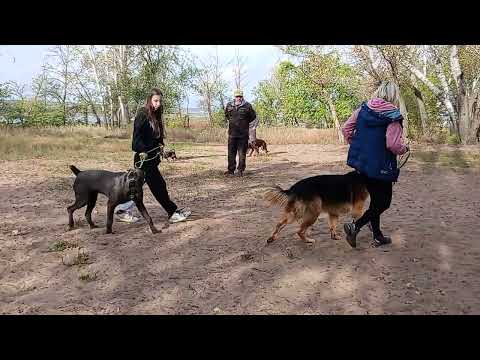 Видео: 7 октября 2025 г.