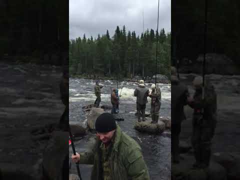 Видео: Ловля горбуши на Умбе