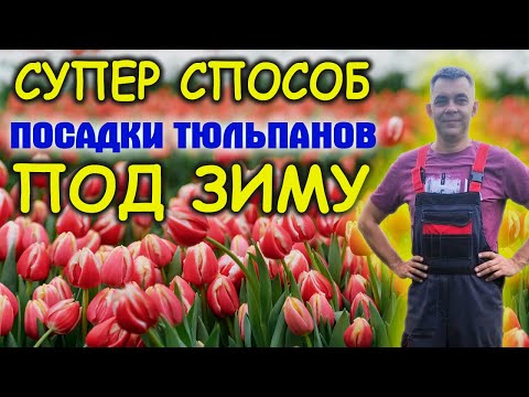 Видео: Вот так посадите луковицы тюльпанов осенью и сможете их быстро размножить. Как посадить тюльпаны.
